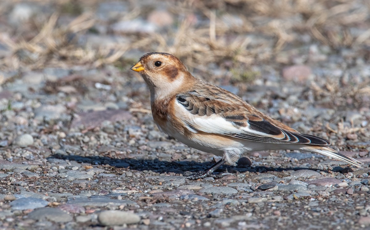 Snow Bunting - ML645002875