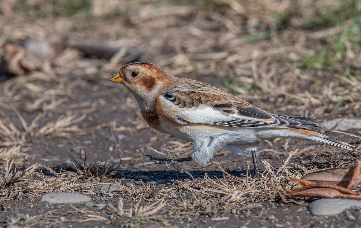Snow Bunting - ML645002876