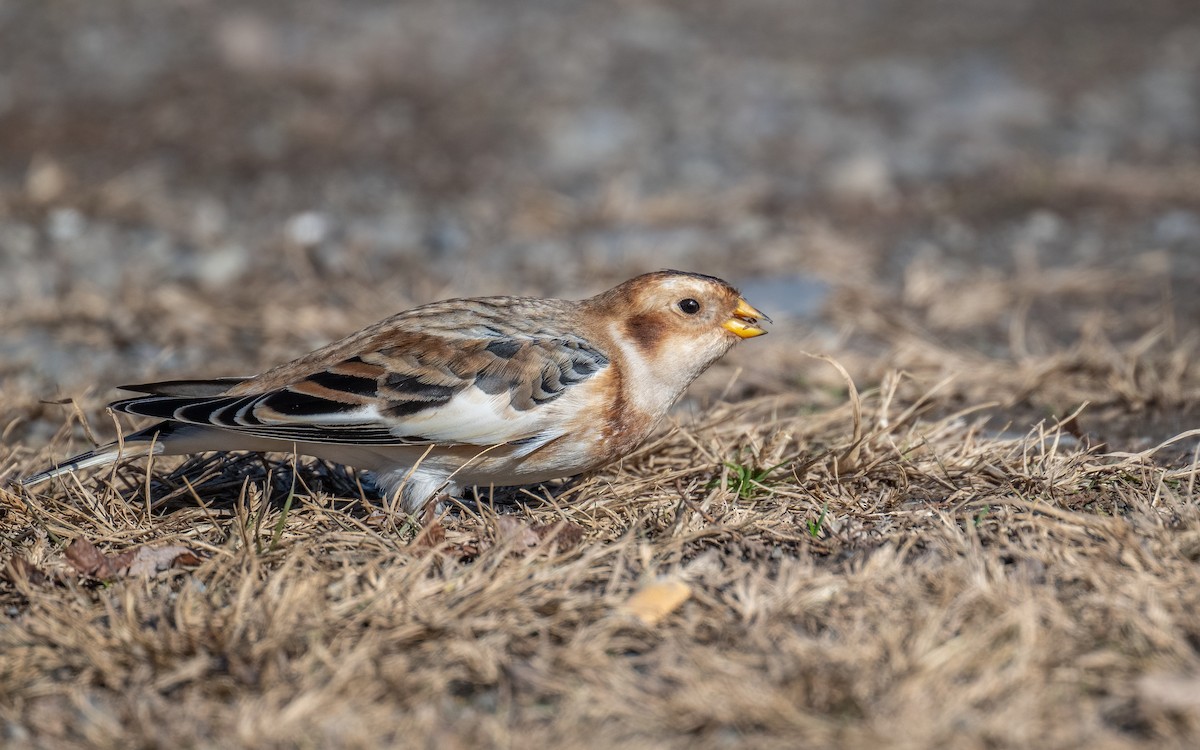 Snow Bunting - ML645002877