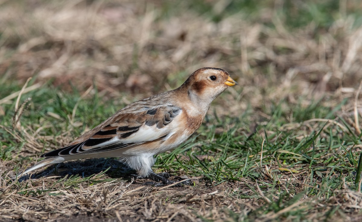 Snow Bunting - ML645002878