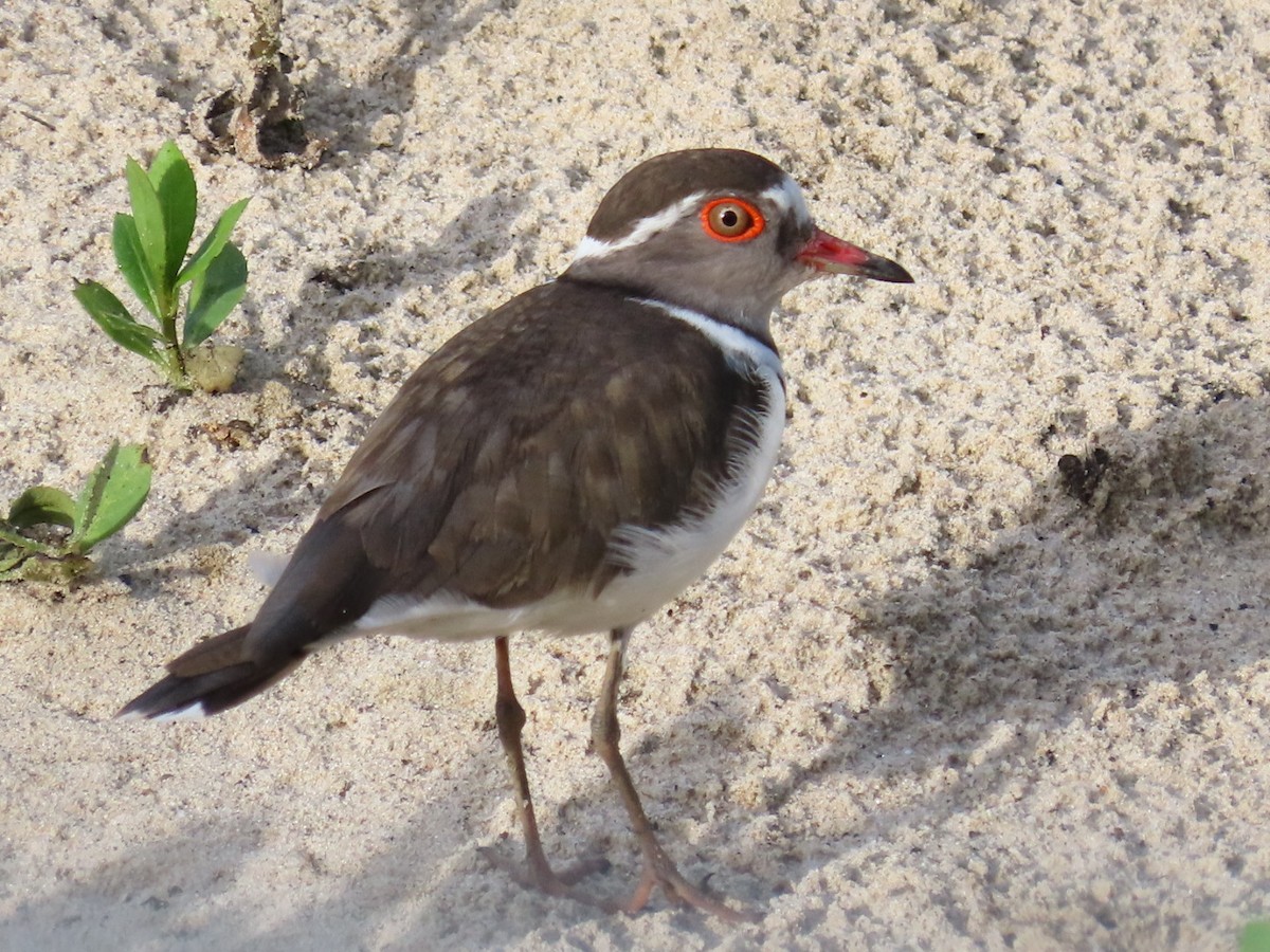 Three-banded Plover - ML645002886