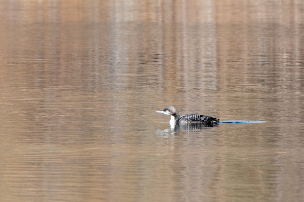 Pacific Loon - ML645002891