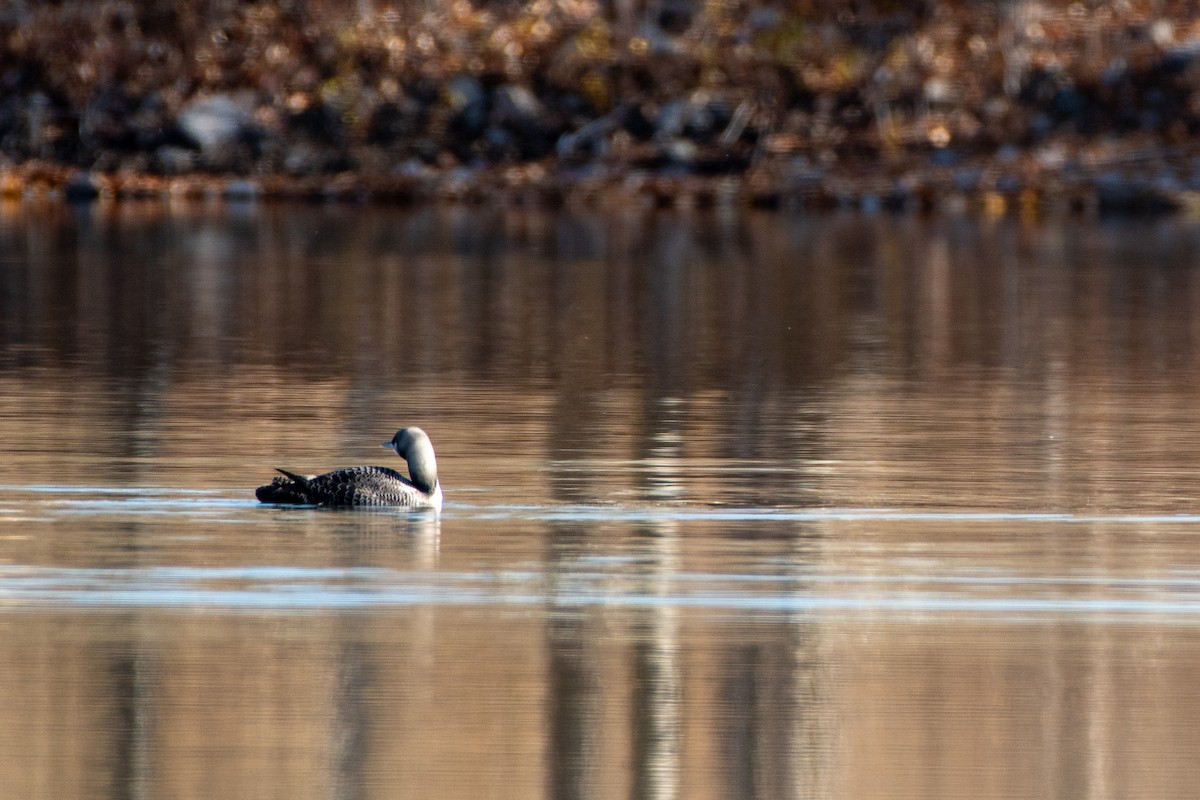 Pacific Loon - ML645002892