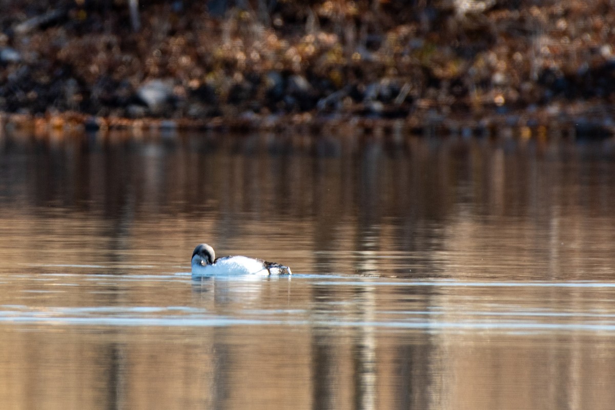 Pacific Loon - ML645002893