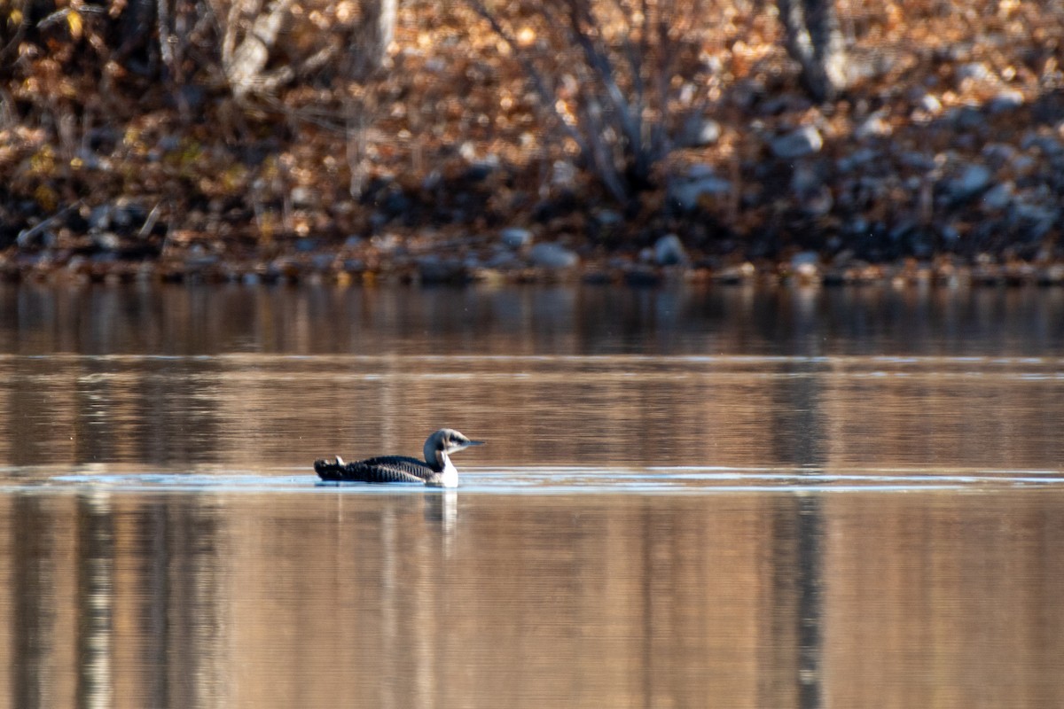 Pacific Loon - ML645002895