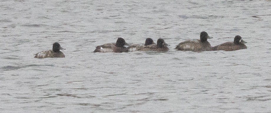 Lesser Scaup - ML645002976