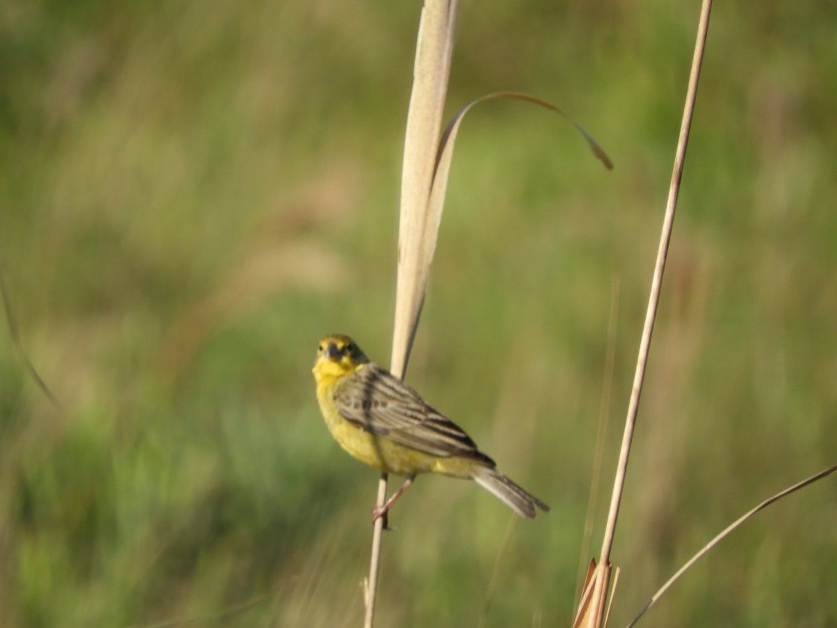 Kurzschnabel-Gilbtangare - ML645002995