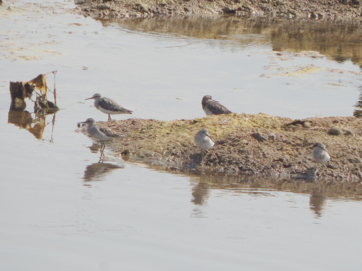 Common Sandpiper - ML645003016