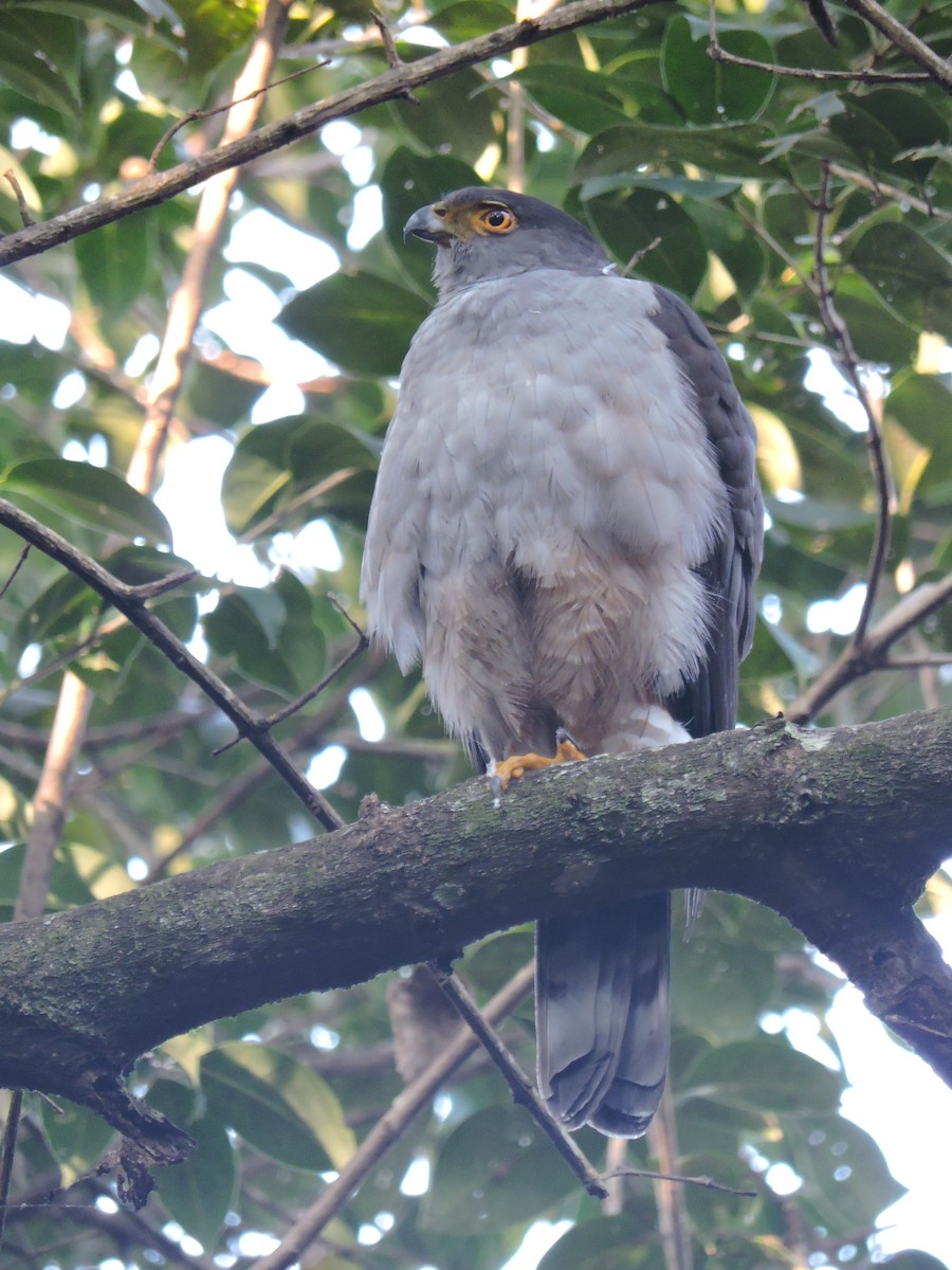 Bicolored Hawk - ML645003019