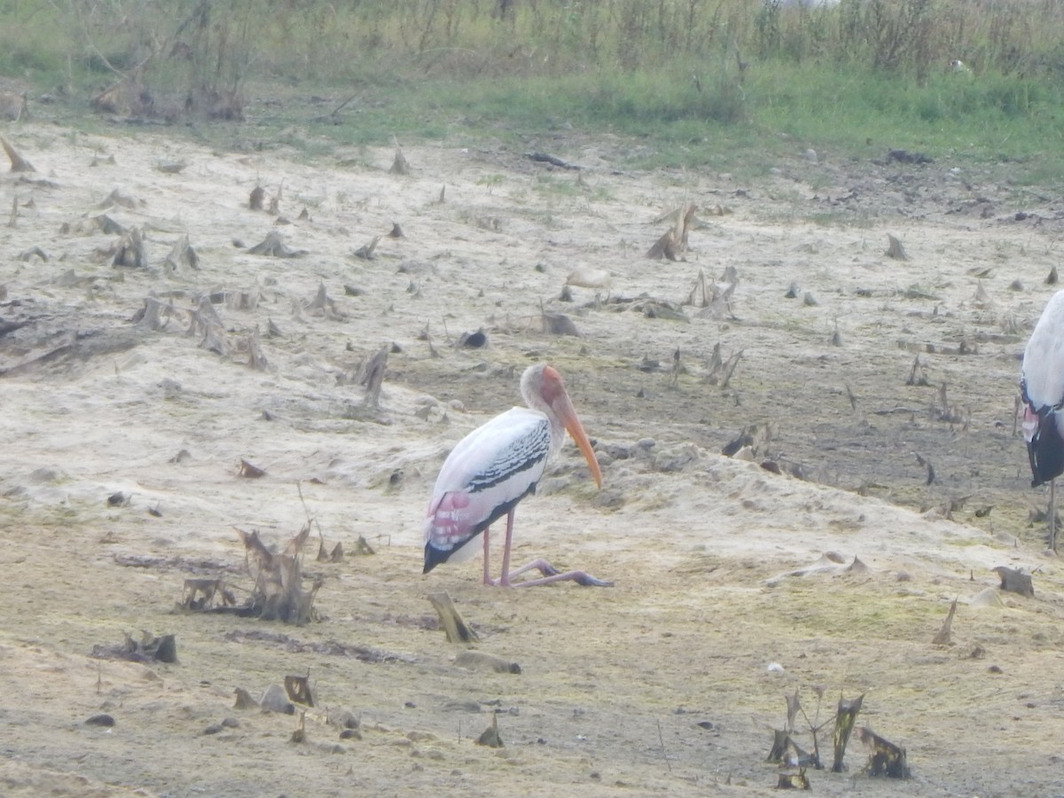 Painted Stork - ML645003023