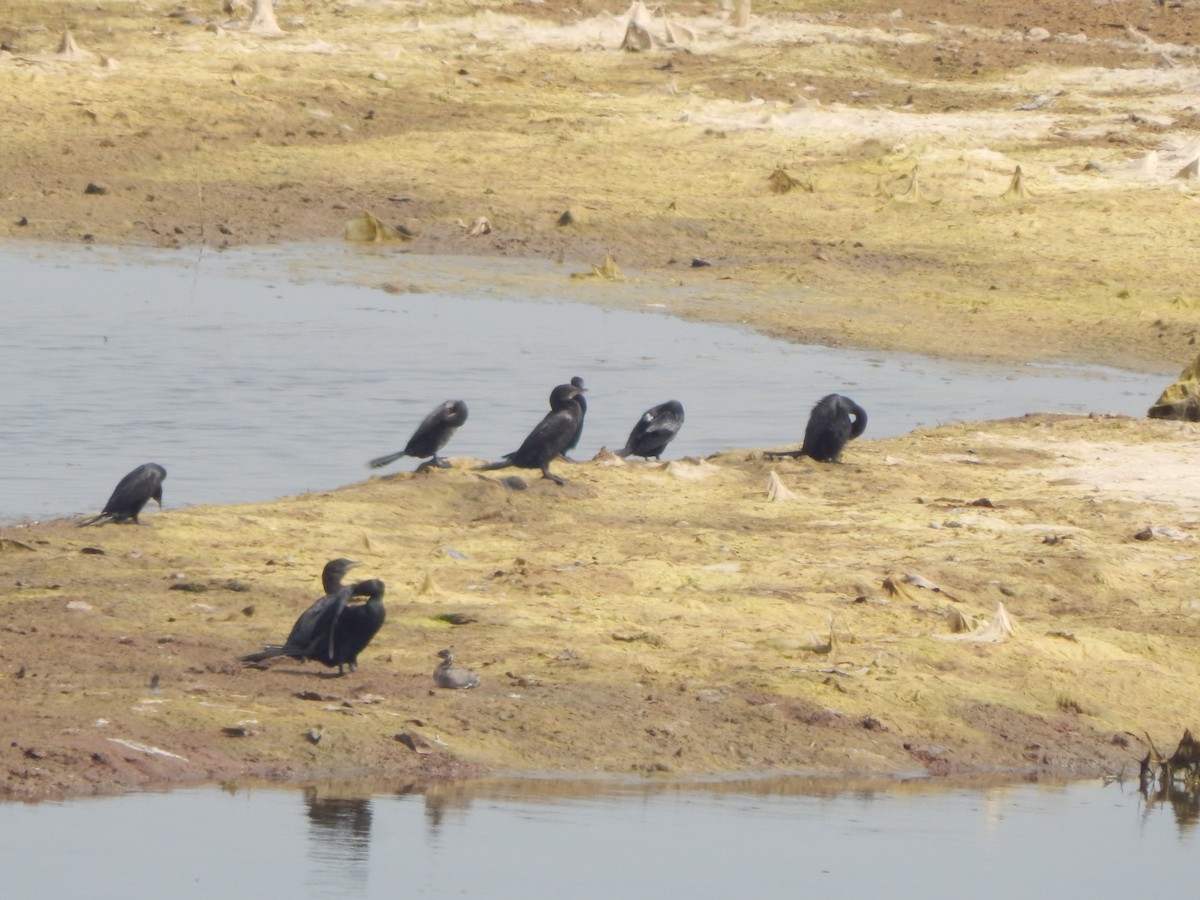Indian Cormorant - ML645003033