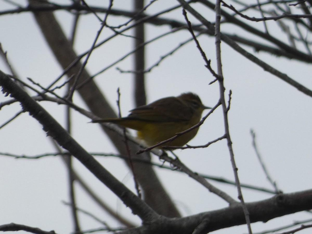 Palm Warbler - ML645003035