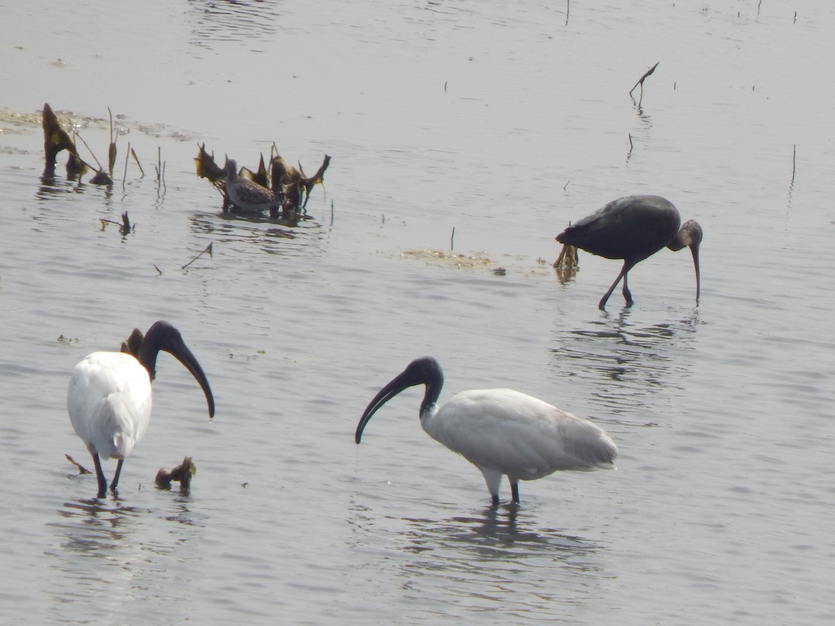 Black-headed Ibis - ML645003038