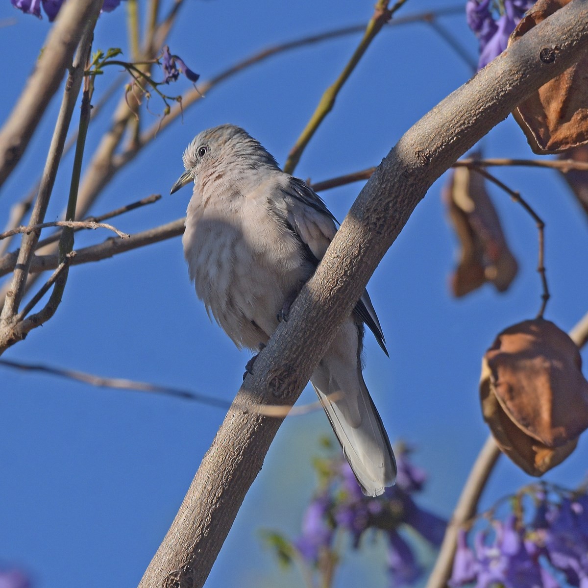 holoubek pikui - ML645003039