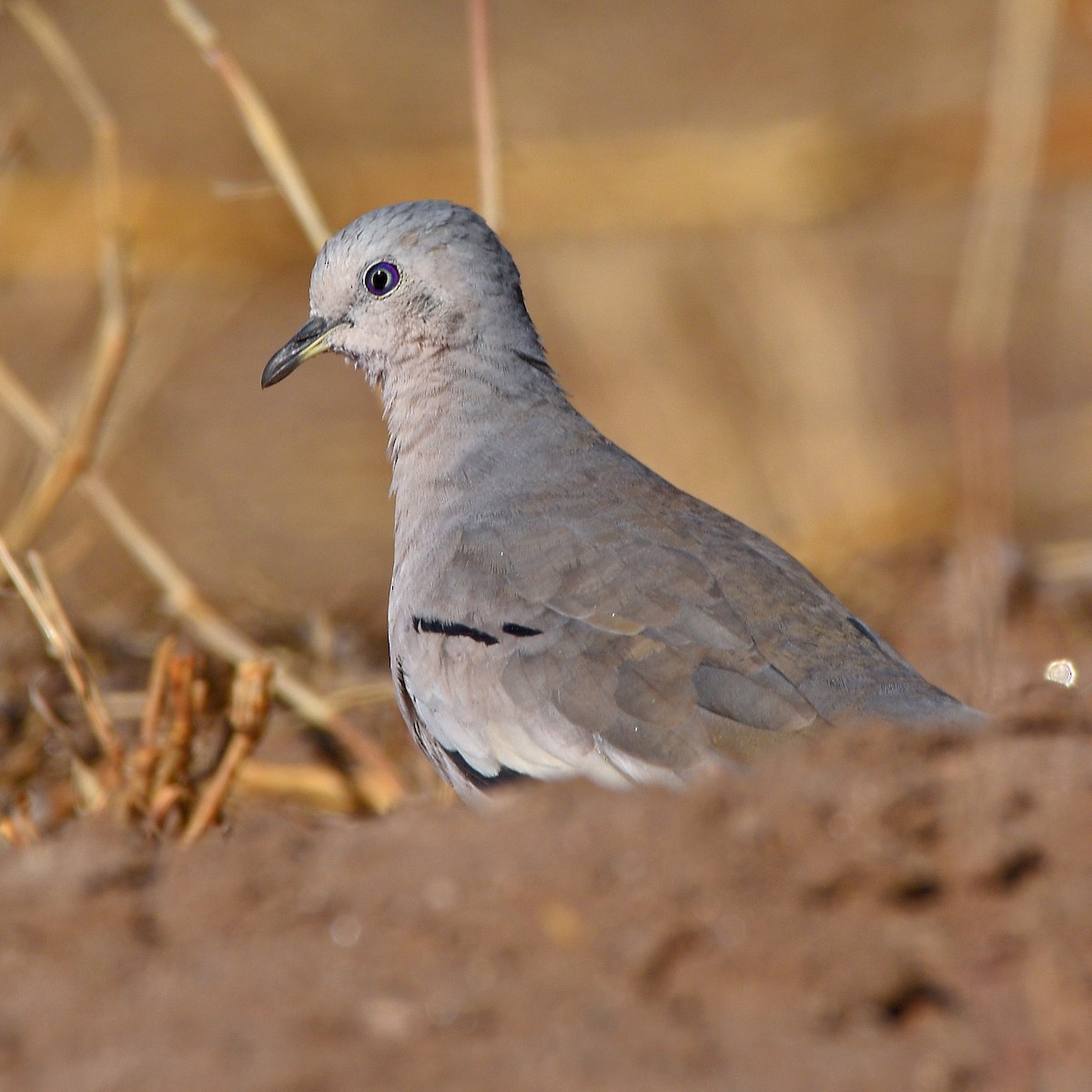 holoubek pikui - ML645003040