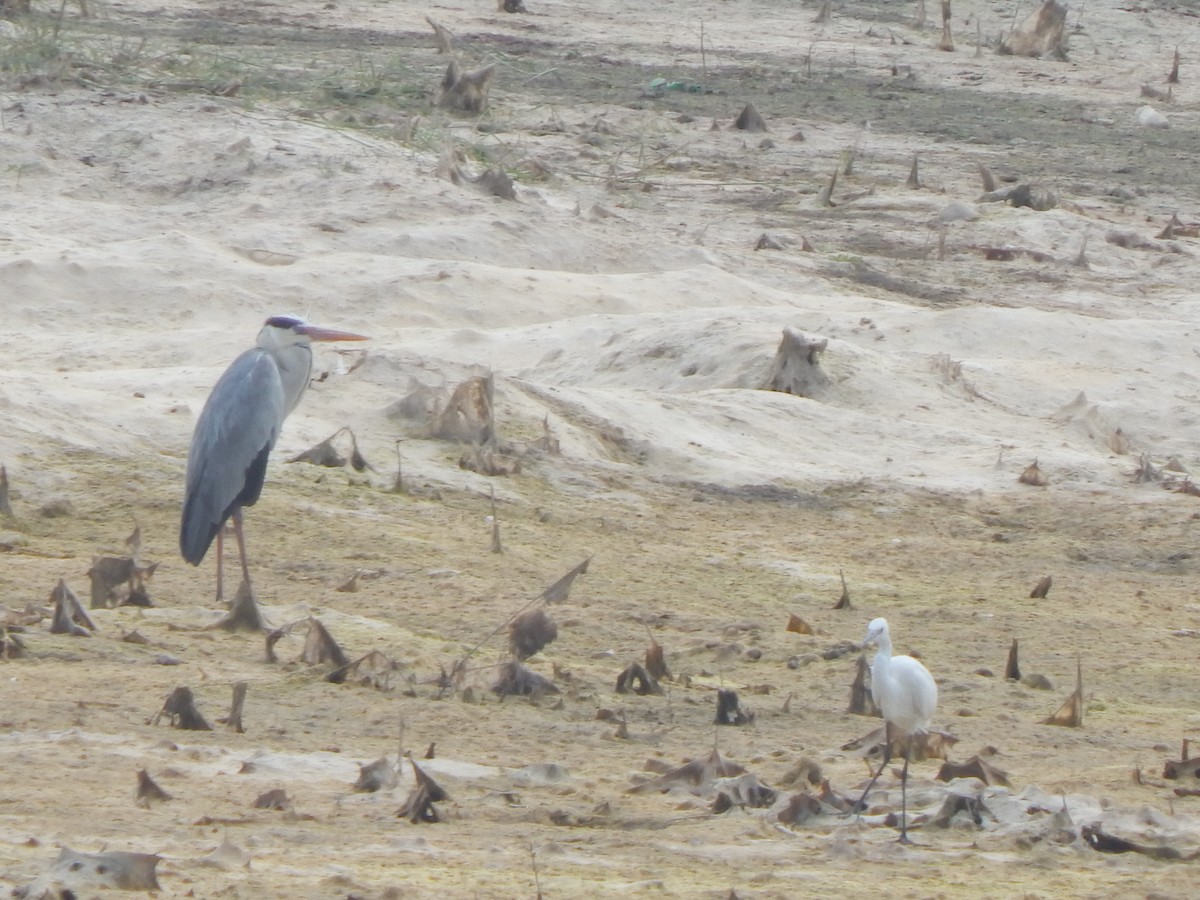 Gray Heron - ML645003043