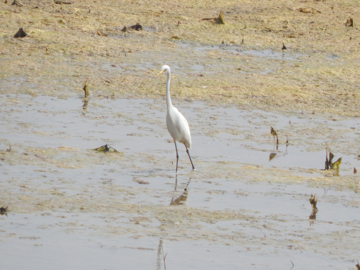 Great Egret - ML645003045