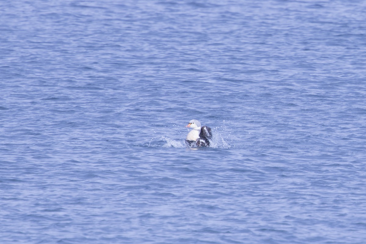 King Eider - ML645003046