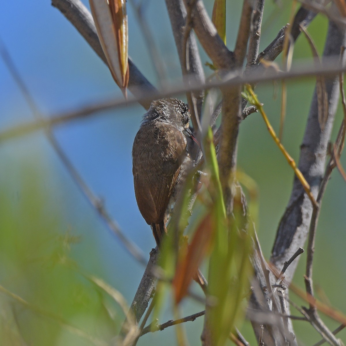 Carpinterito Variable - ML645003089