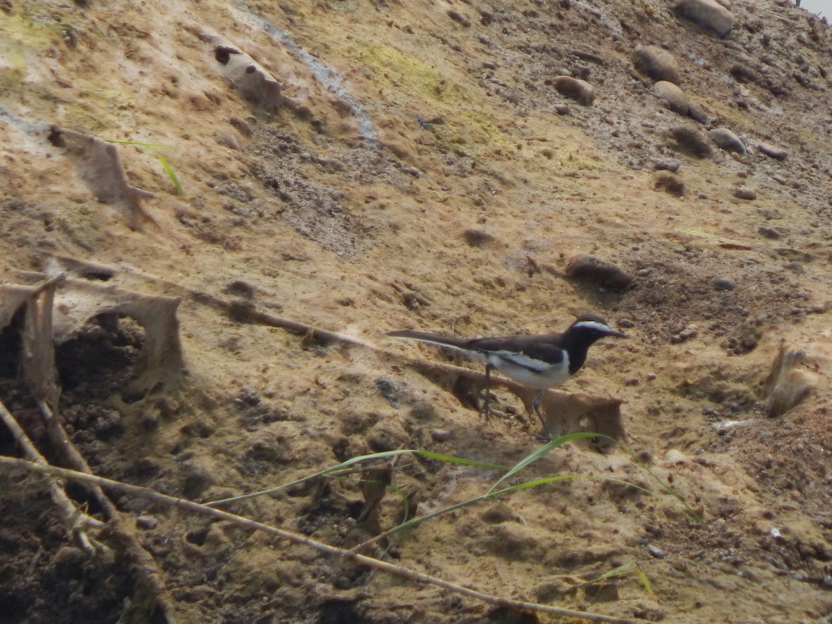 Плиска білоброва - ML645003090