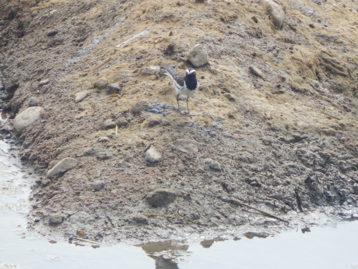 Плиска білоброва - ML645003091