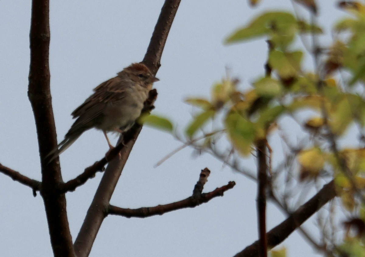 Chipping Sparrow - ML645003106