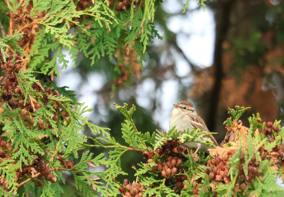 Chipping Sparrow - ML645003107