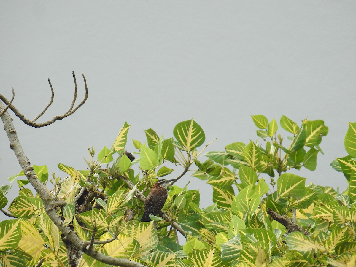 Rufous-backed Wren - ML645003108