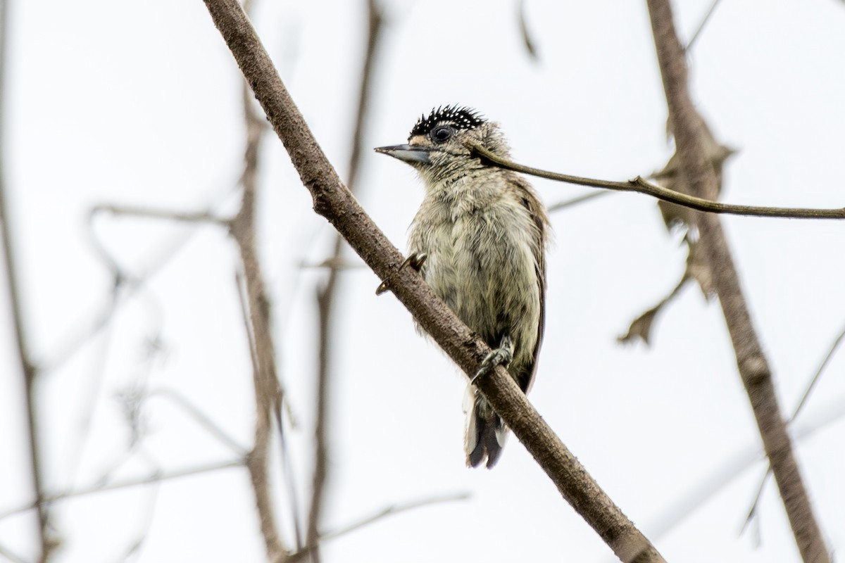 ucayalipikulett - ML645003111