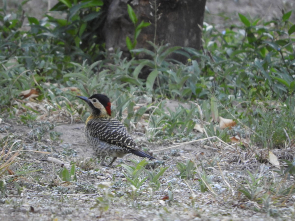Декол плямистоволий - ML645003119
