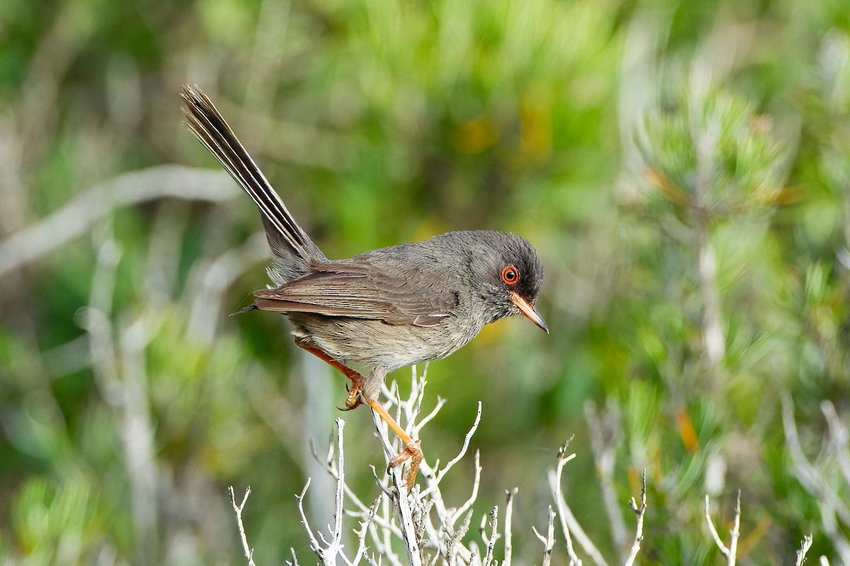 Marmora's Warbler - ML645003153