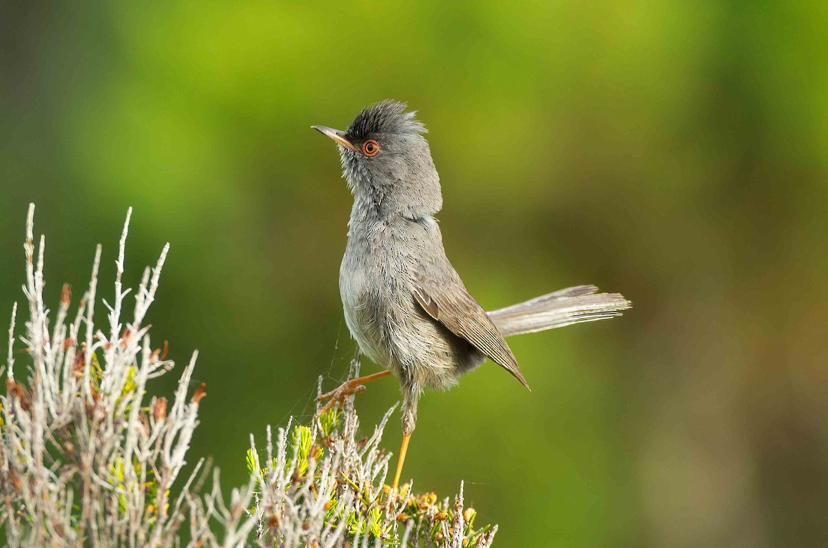 Marmora's Warbler - ML645003154