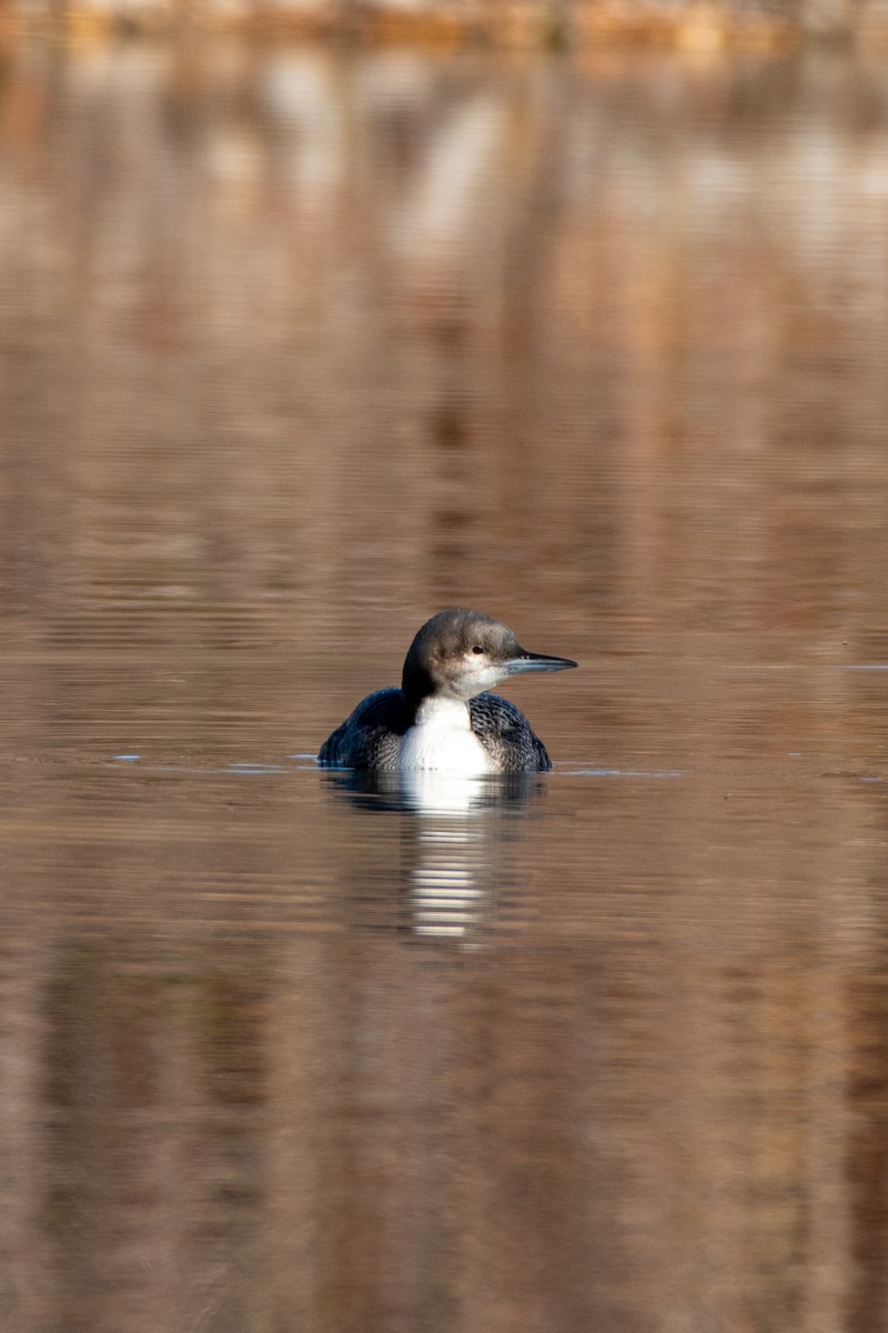 Pacific Loon - ML645003164