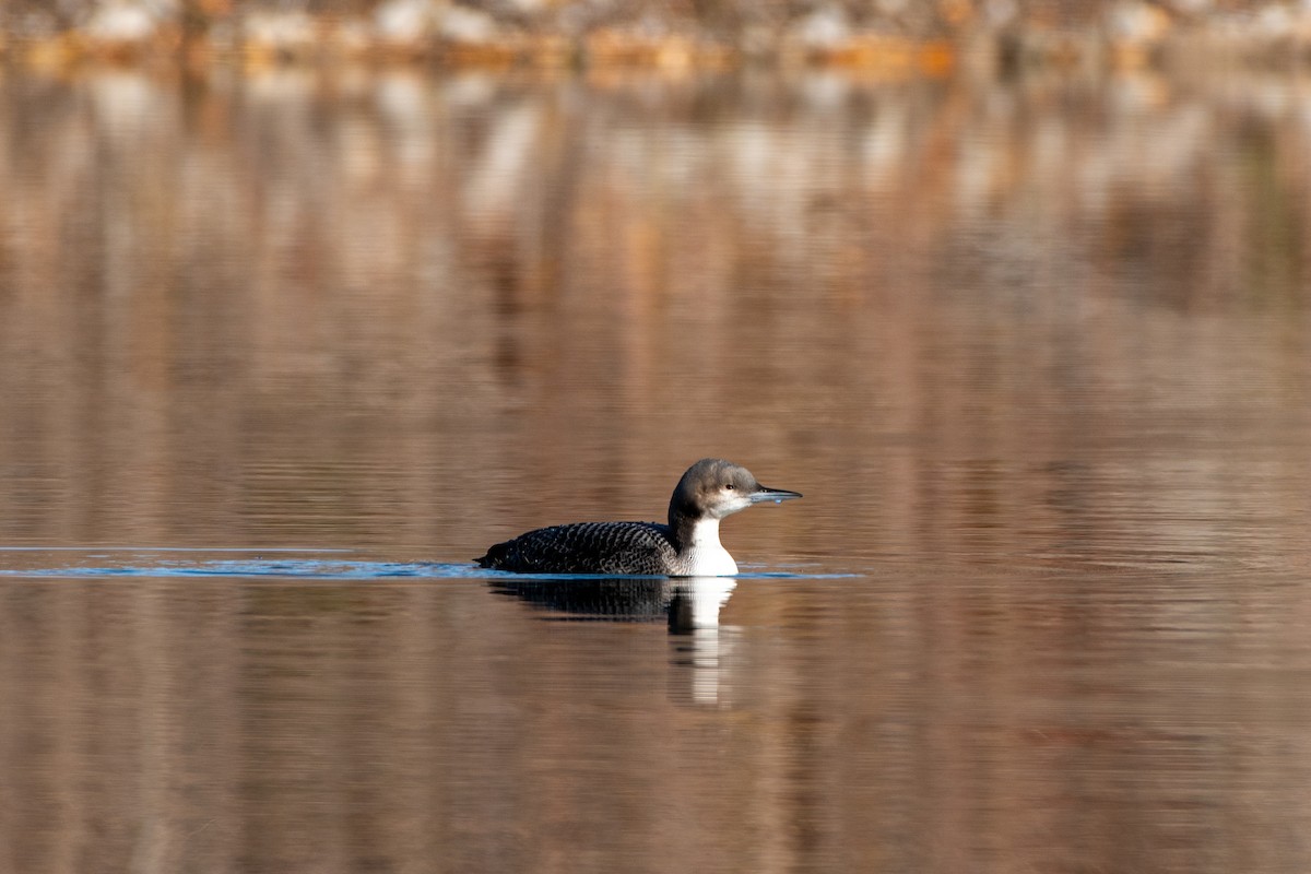 Pacific Loon - ML645003165