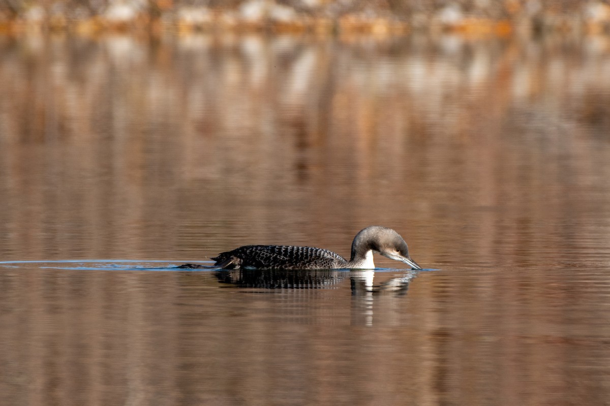 Pacific Loon - ML645003166