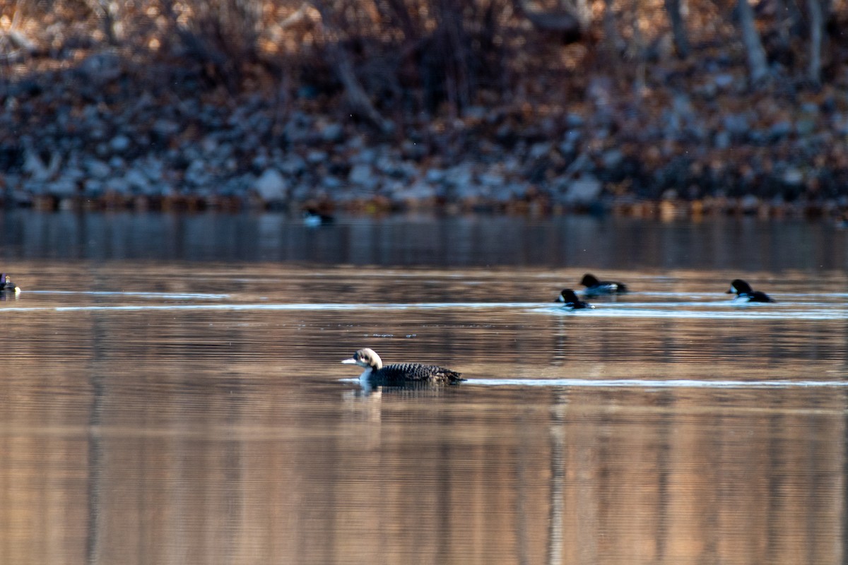Pacific Loon - ML645003167