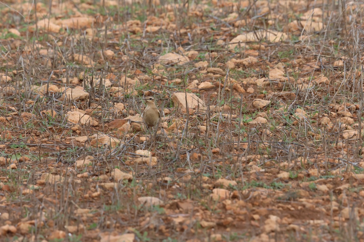Northern Wheatear - ML645003181