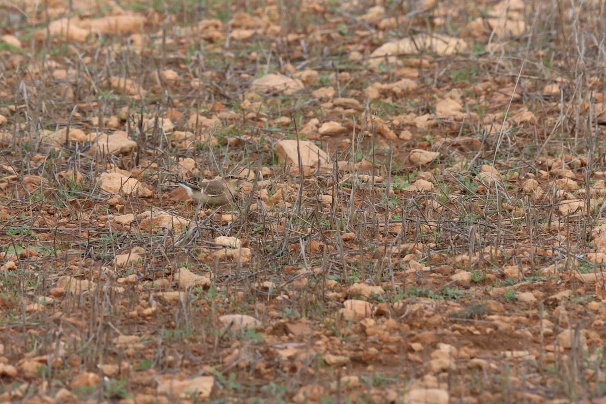 Northern Wheatear - ML645003182