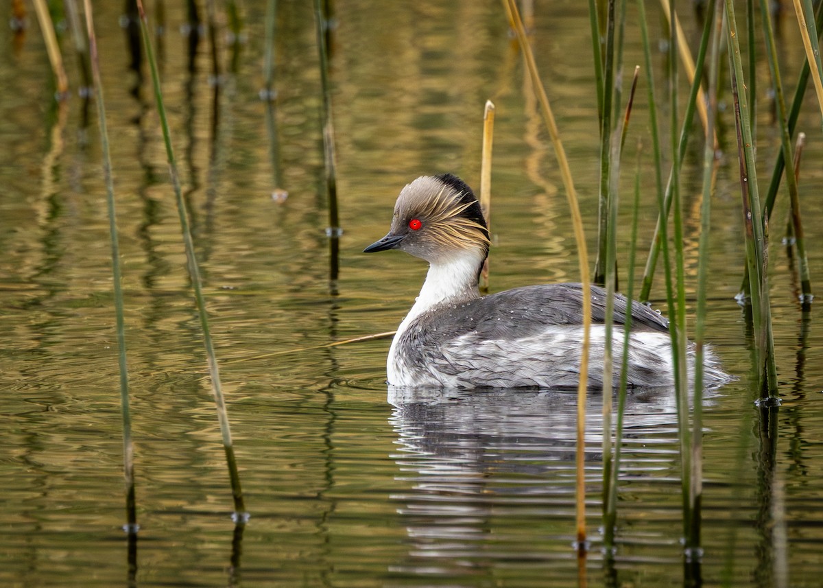 Silvery Grebe (Patagonian) - ML645003184