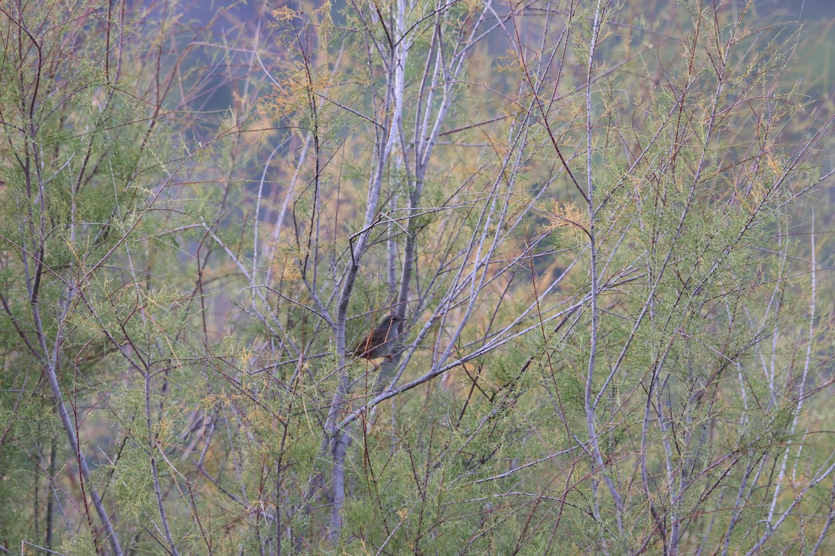 Dunnock - ML645003201