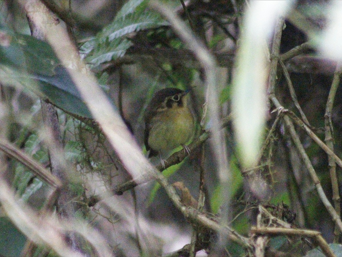 White-throated Spadebill - ML645003222
