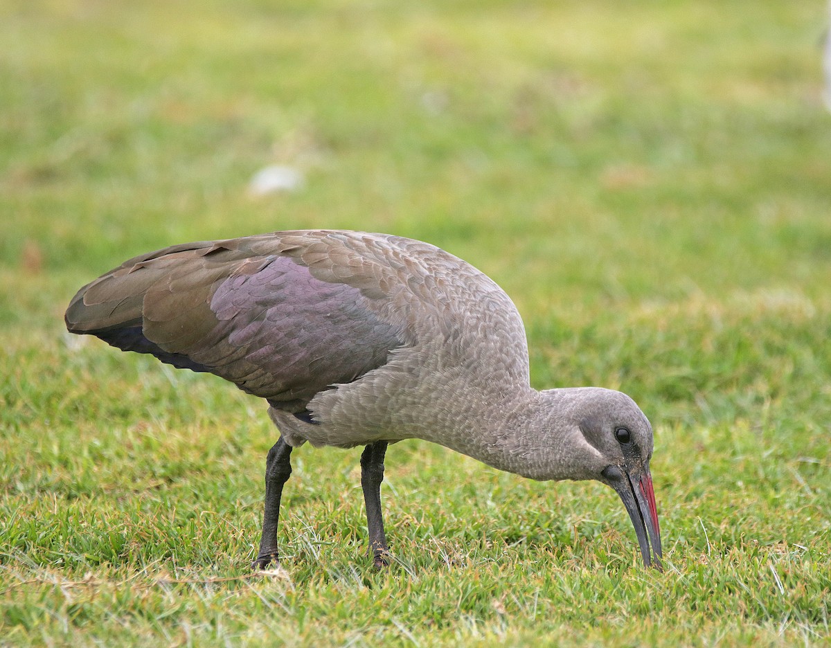 Hadada Aynağı - ML645003235