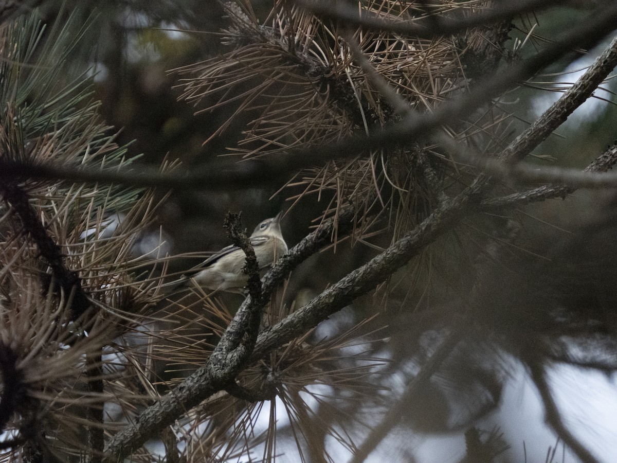 Kiefernwaldsänger - ML645003268