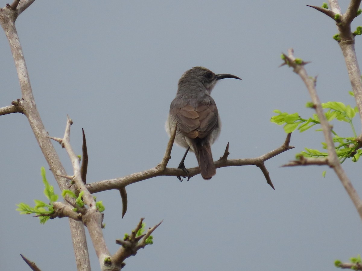 Suimanga Ratonil - ML645003281