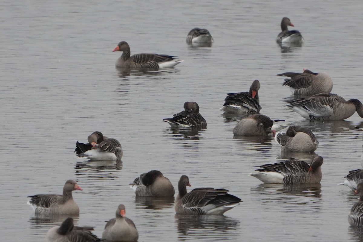 Tundra Bean-Goose - ML645003294