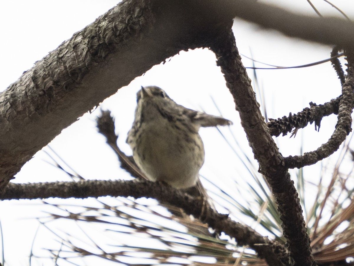 Streifenwaldsänger - ML645003295