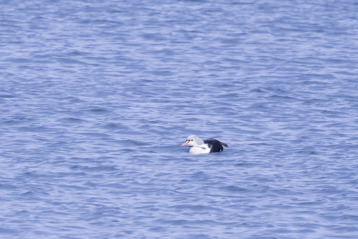 King Eider - ML645003297