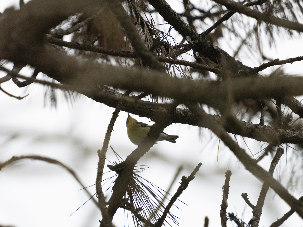 Streifenwaldsänger - ML645003313