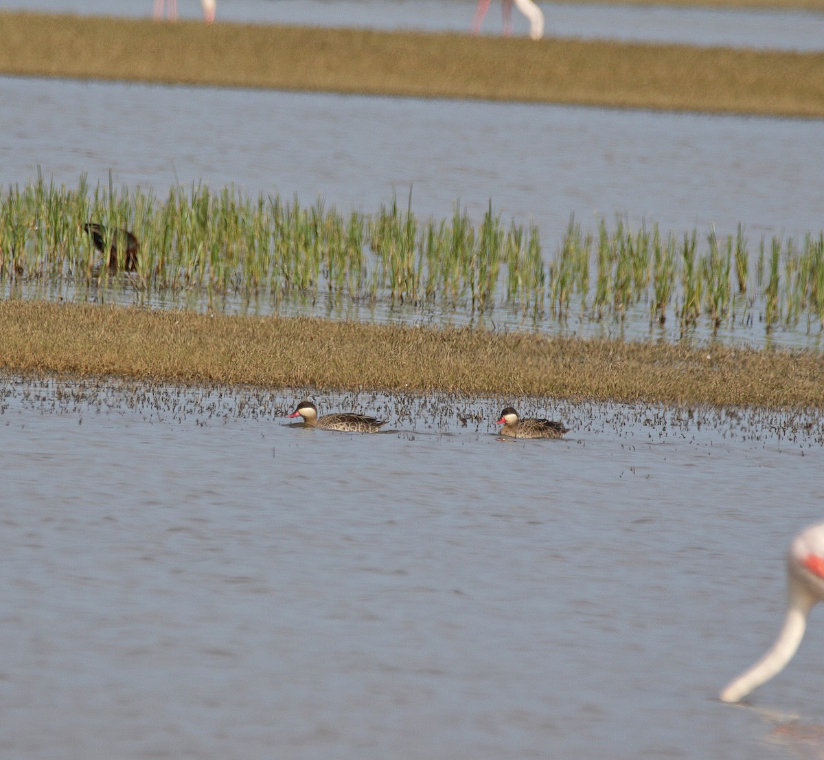 Ánade Piquirrojo - ML645003331