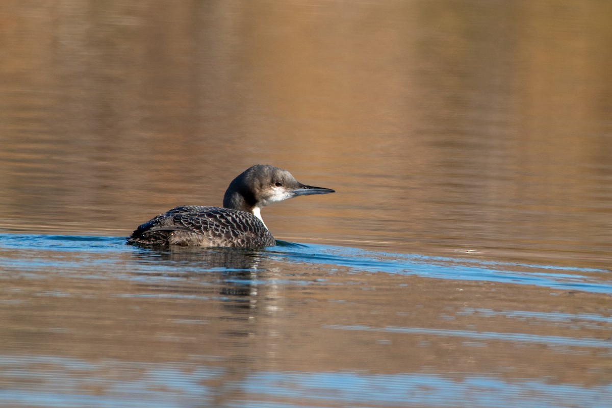 Pacific Loon - ML645003334